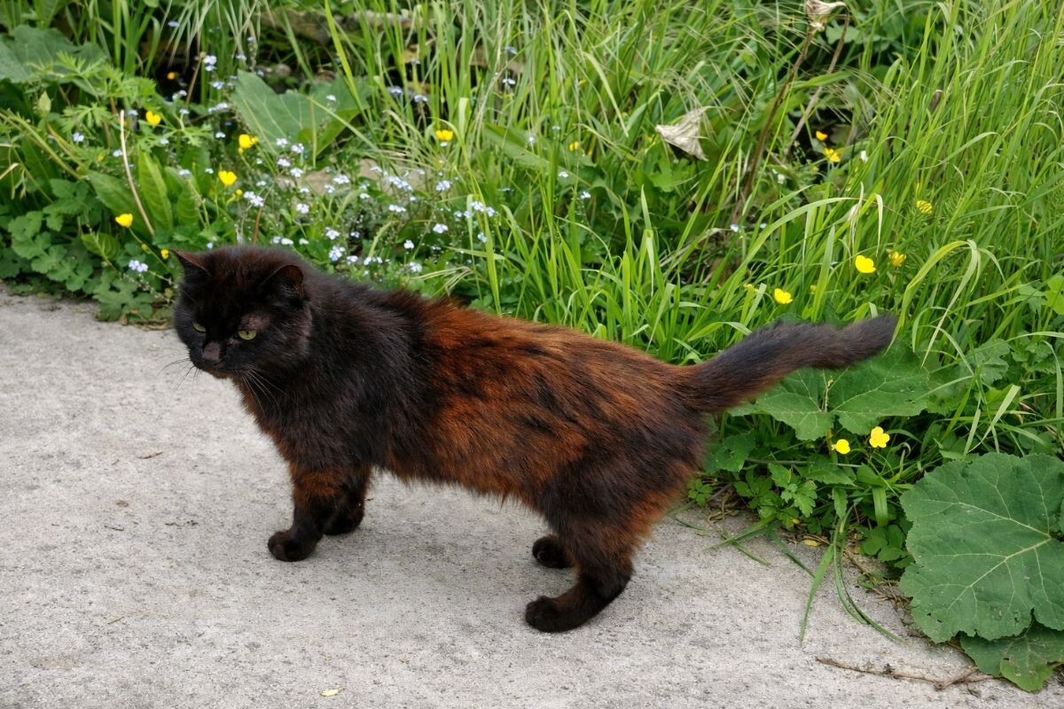 Почему у чёрной кошки шерсть становится коричневой