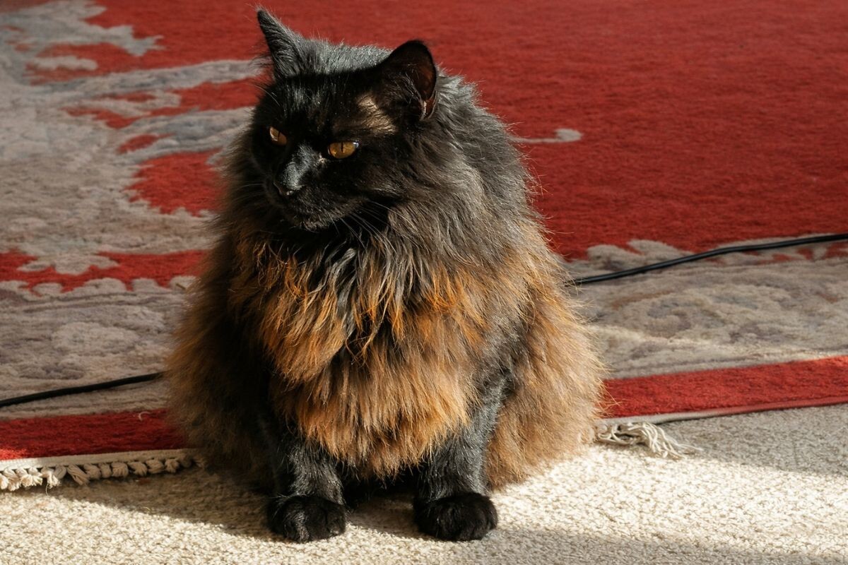У чёрного кота рыжеет шерсть