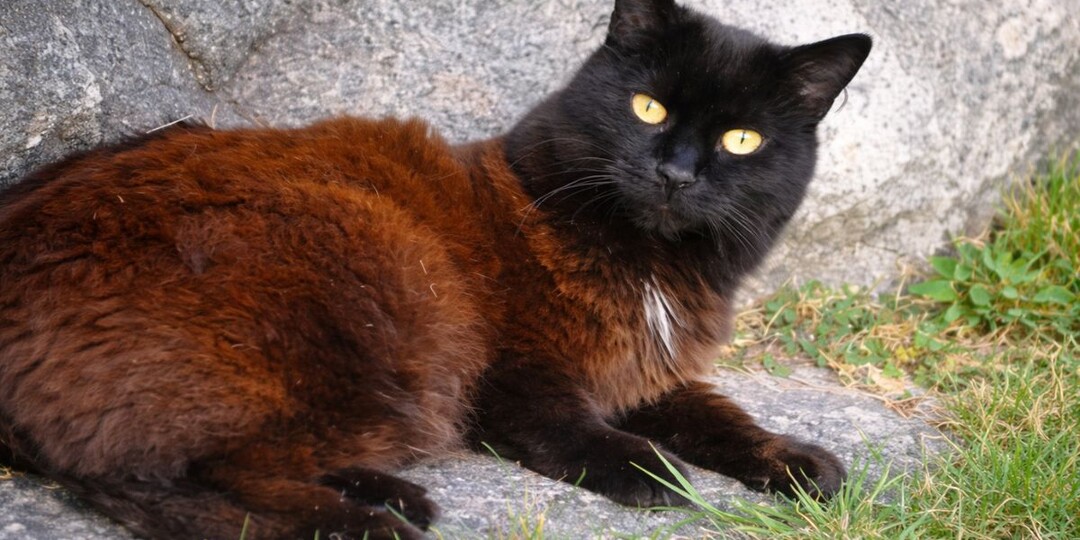 Чёрная кошка «ржавеет» не только от солнца: почему шерсть становится коричневой