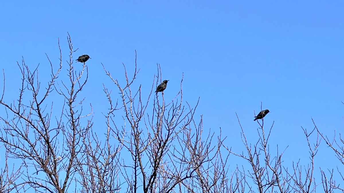Кричат скворцы во все концы: «Весна идет, весне дорогу!»