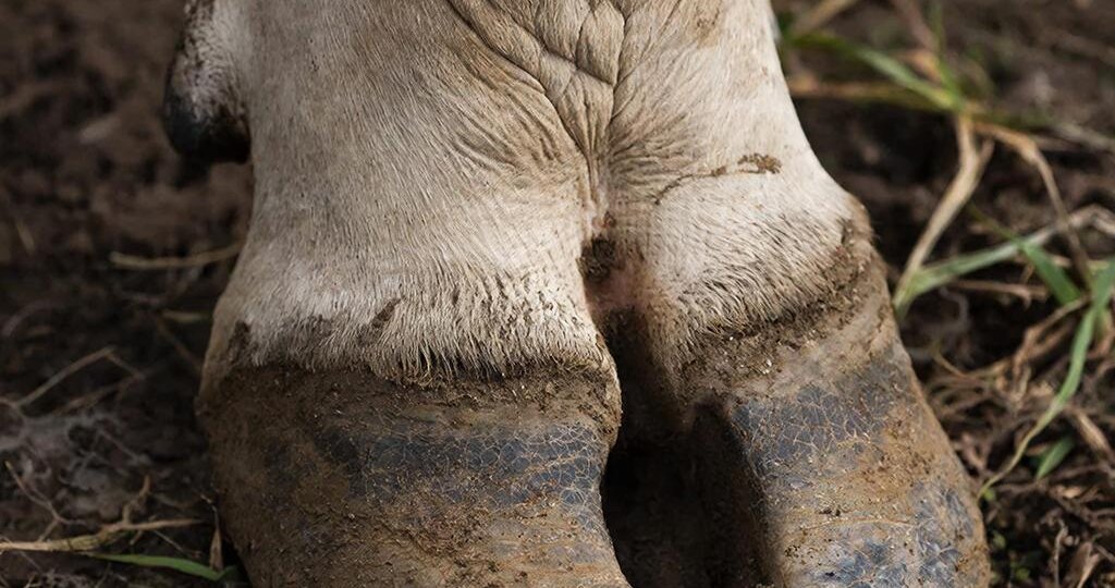 #19. Копыта коровы — секрет долгой продуктивной жизни. О чём молчит корова