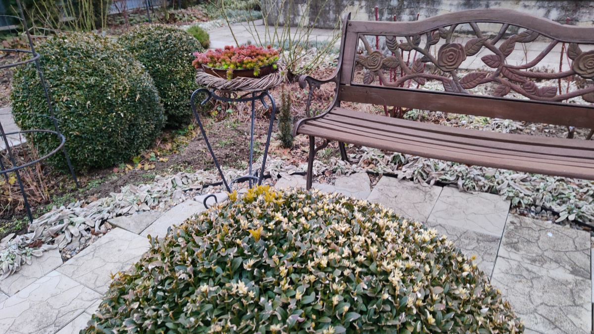 25.02. Лавочка и вазон с очитком Ангелина.