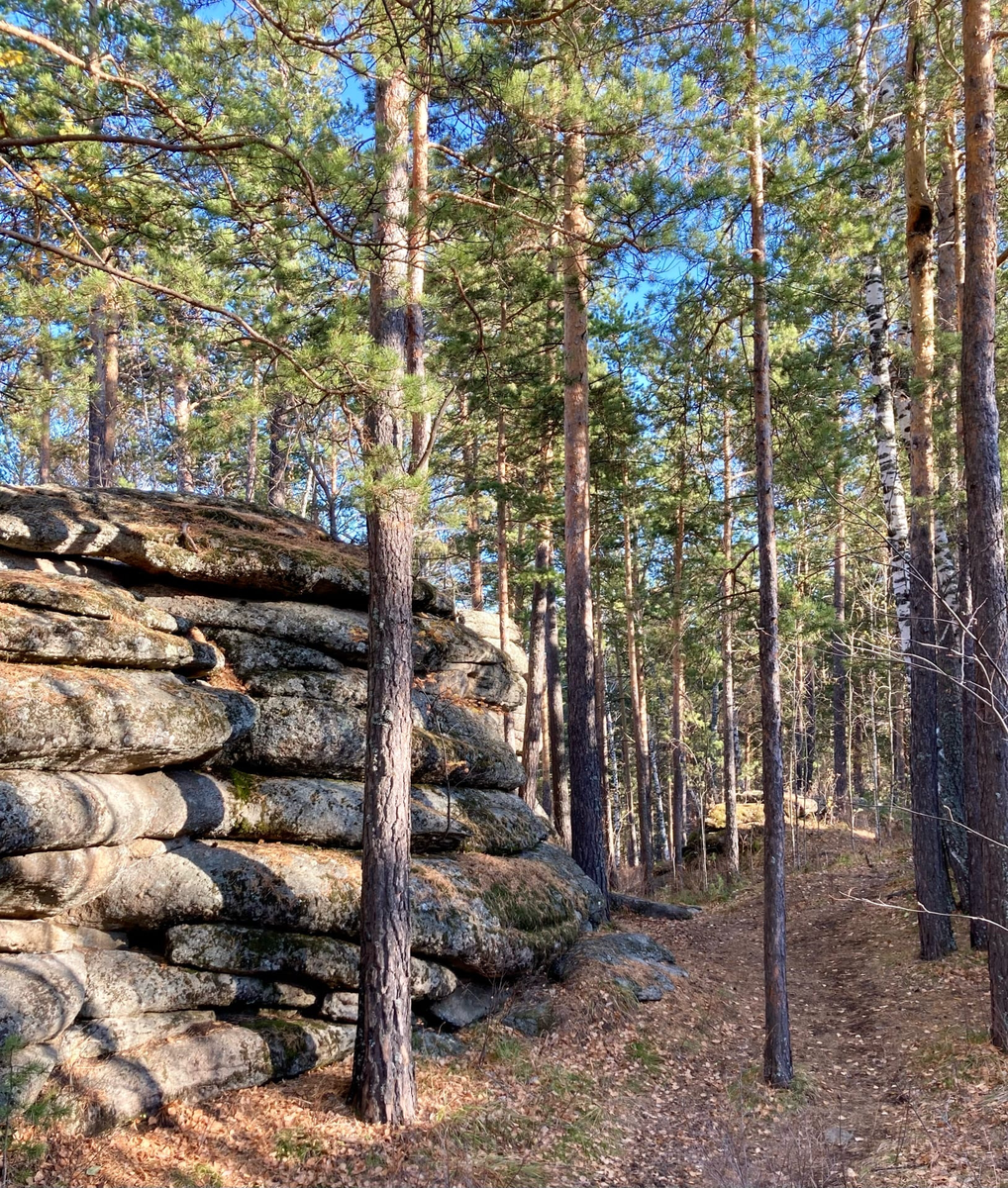 дорога к «Вековой сосне»