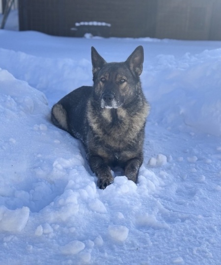 Кировская полиция отдает в добрые руки служебную овчарку Индиру