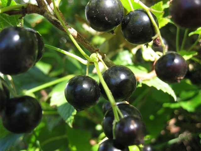 Лучшие сорта чёрной смородины, без которых вам не обойтись  📷
