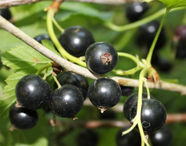 Кустарник чёрной смородины пластичный и неприхотливый, но лучше всего чувствует себя в умеренном климате. Российские сорта выросли из европейского и сибирского подвидов, поэтому диапазон — от кислых «технических» до почти сладких десертных. © Екатерина Колосова  📷
