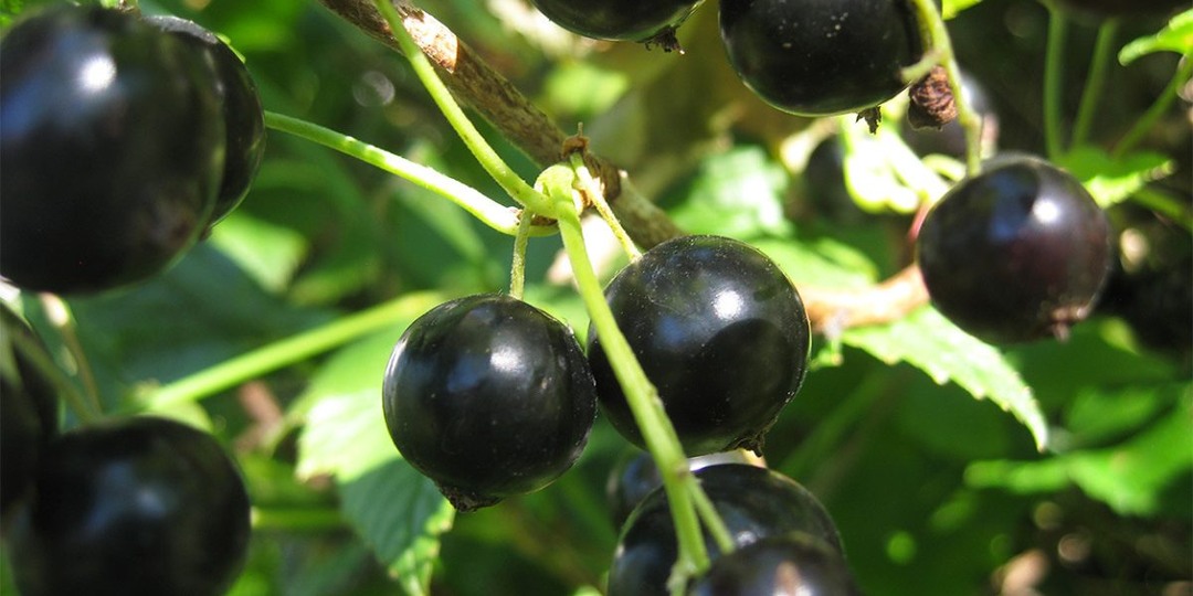 Лучшие сорта чёрной смородины, без которых вам не обойтись