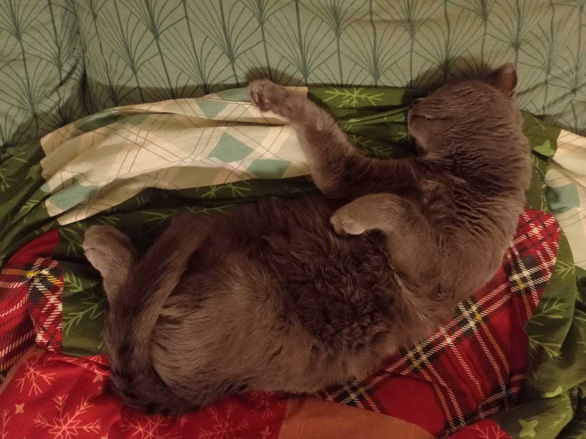 Мрррряка дрыхнет... то есть - почивает.