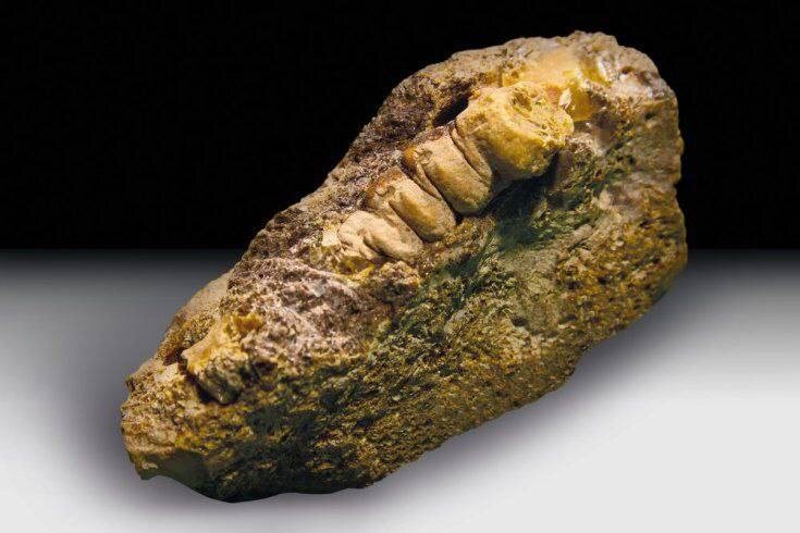 Фото: пресс-служба Янтарного комбината