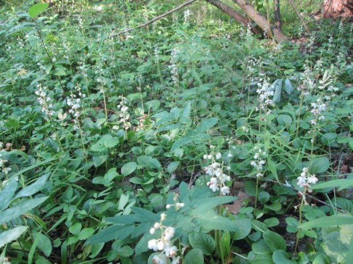 Цветёт грушанка круглолистная (фото из архива автора)