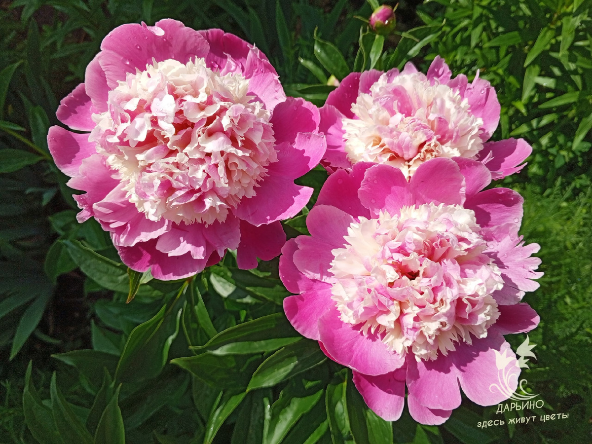 Пион 'Cora Stubbs'