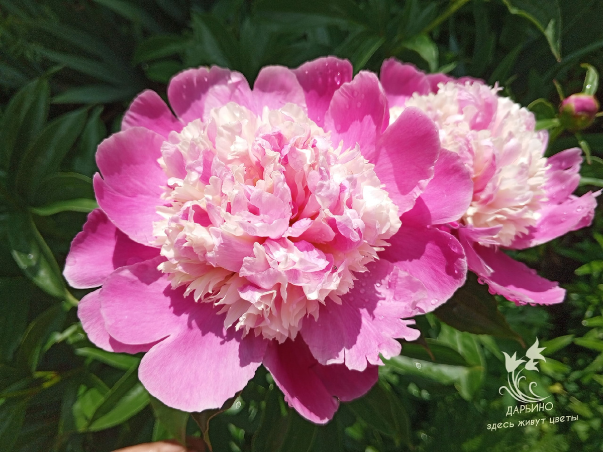 Пион 'Cora Stubbs'