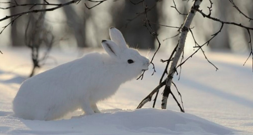     Дирекция ООПТ Владимирской области