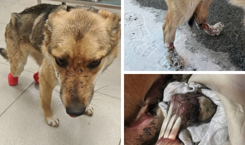    фонд «ЗООзащита»