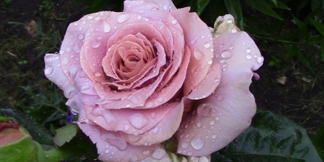 Мокароза - роза удивительного оттенка.