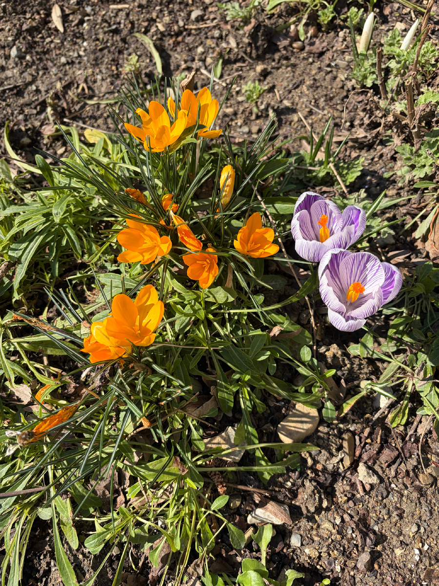 Крокусы 