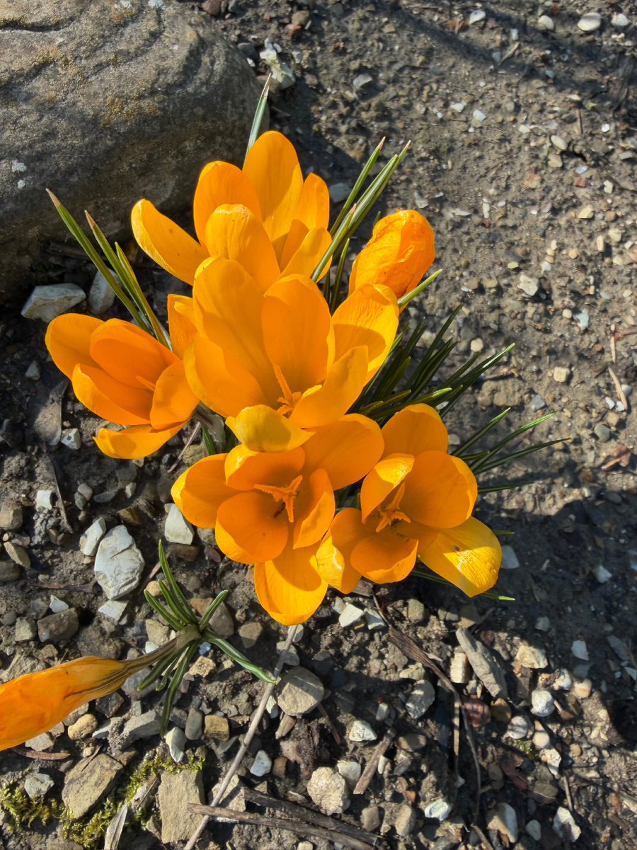 Желтые крокусы