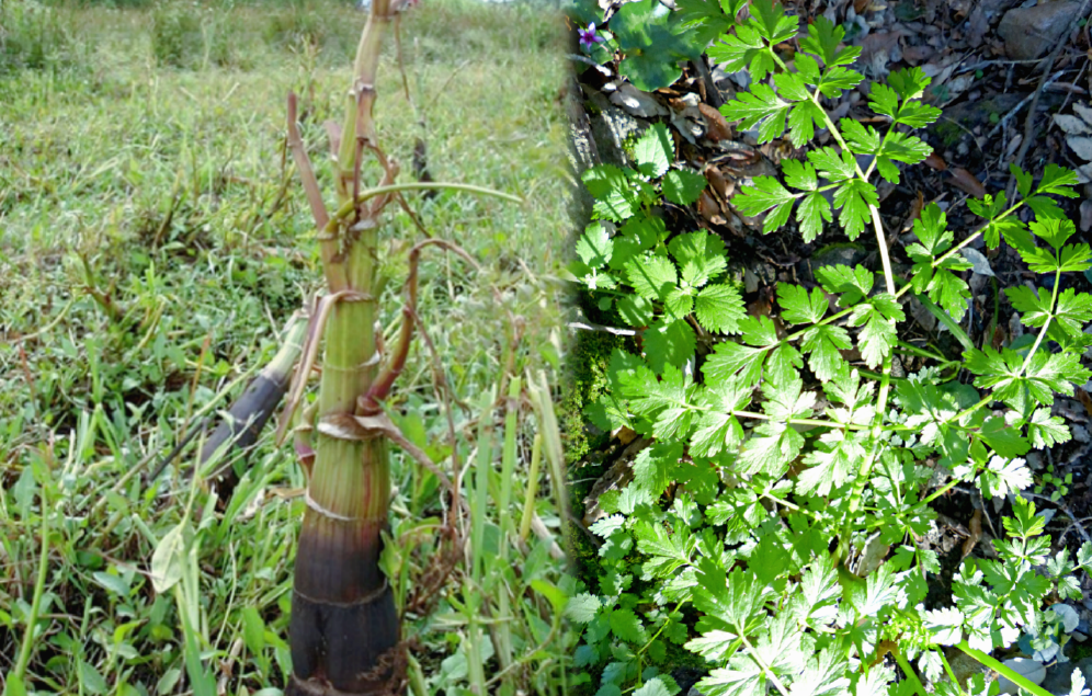 Лат. Oenanthe crocata