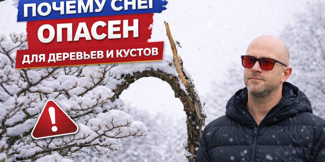 Почему опасно оставлять снег на деревьях и кустарниках?