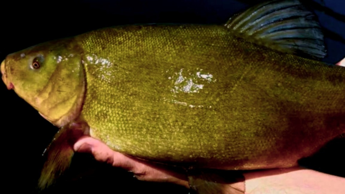 Линь-красавец