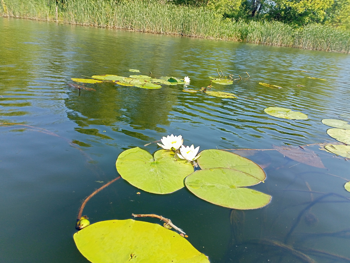 Линевое место