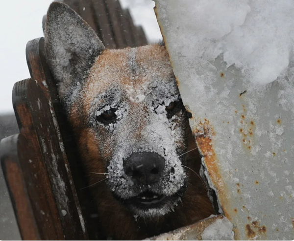 Когда старики увидели, что охраняет пёс на морозе, у них похолодело внутри