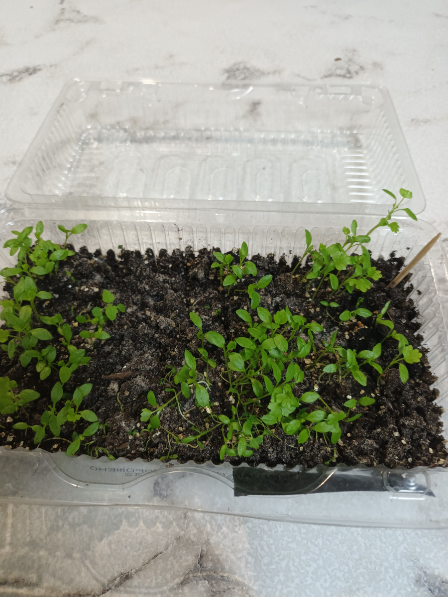 Сельдерей черешковый Юта(07.02.2026), кстати развивается лучше, чем корневой и листовой 🥬