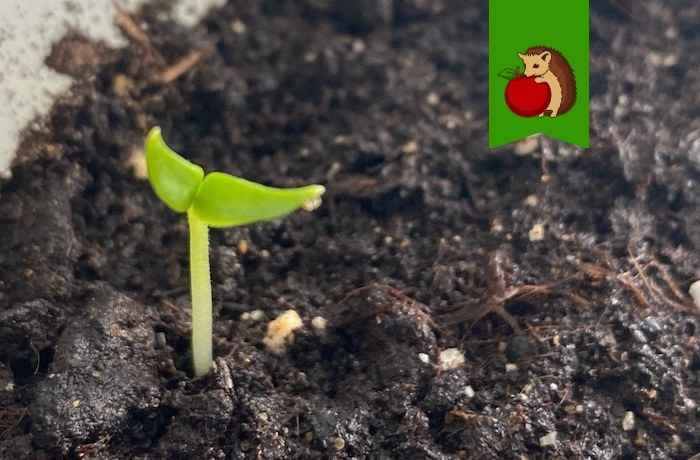 Любимая «подкормка» для перцев после появления всходов: будут крепкими и рослыми