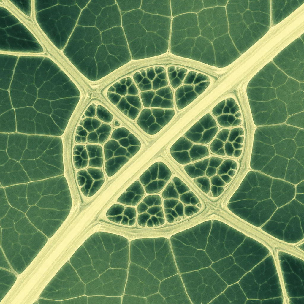 Нарисовано ИИ. У меня микроскопа нет.