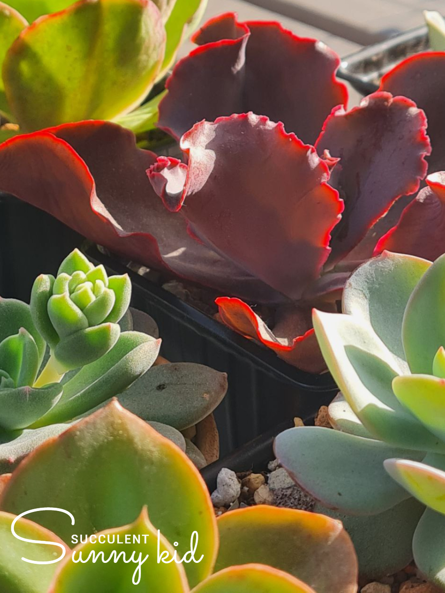 Хитрюги суккуленты. Sunny kid | Succulent