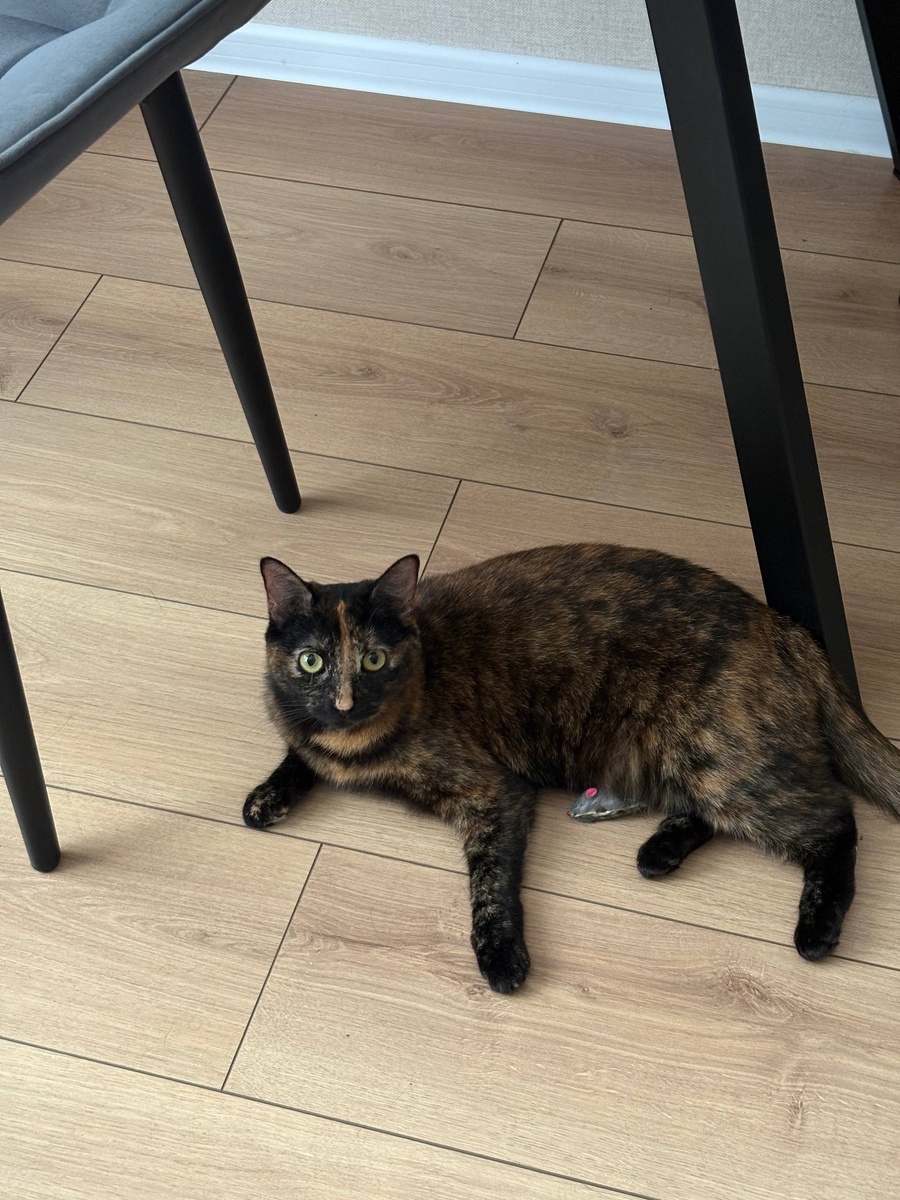 Всем большой привет от меня) 👋👑