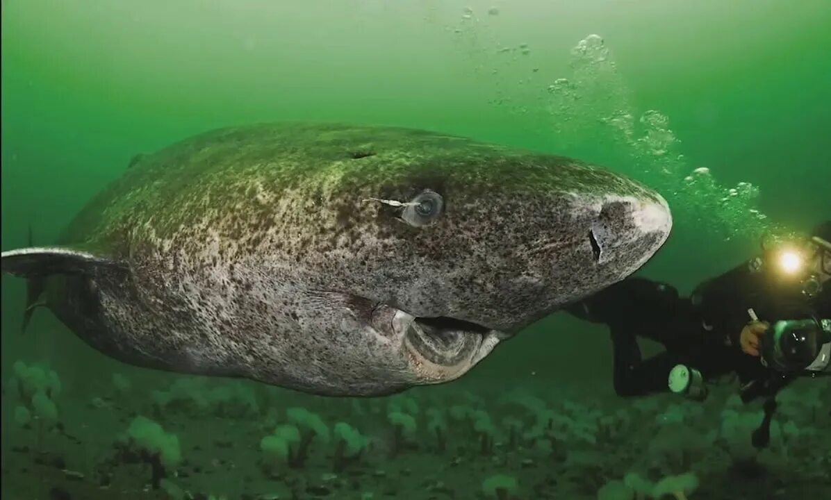 Изображение из сети