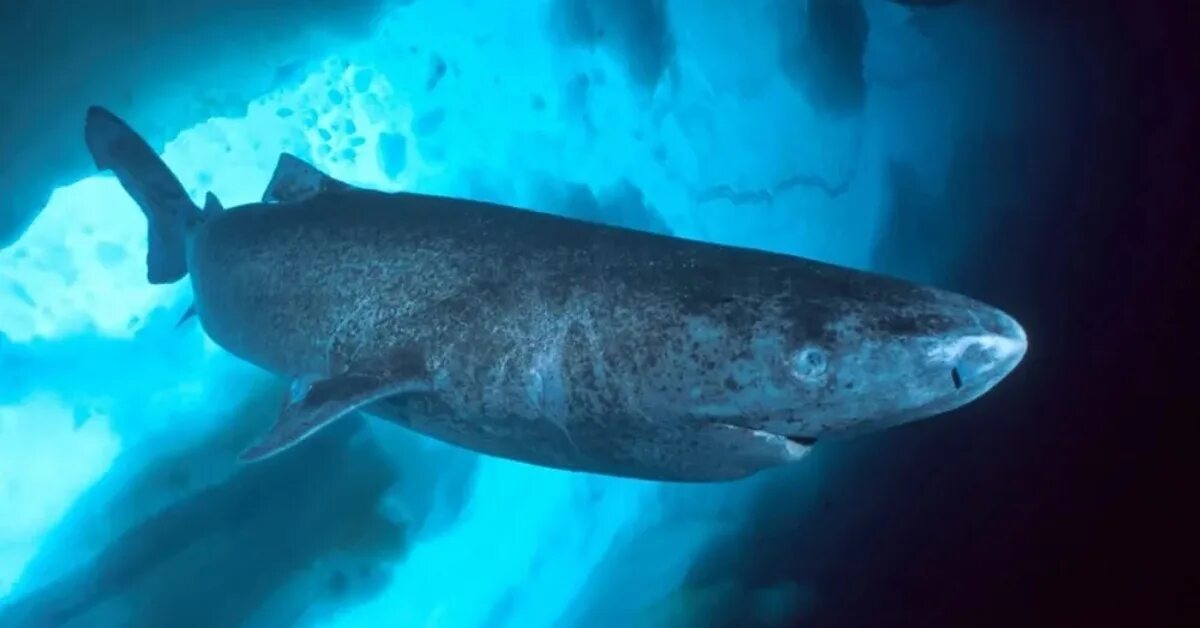 Изображение из сети