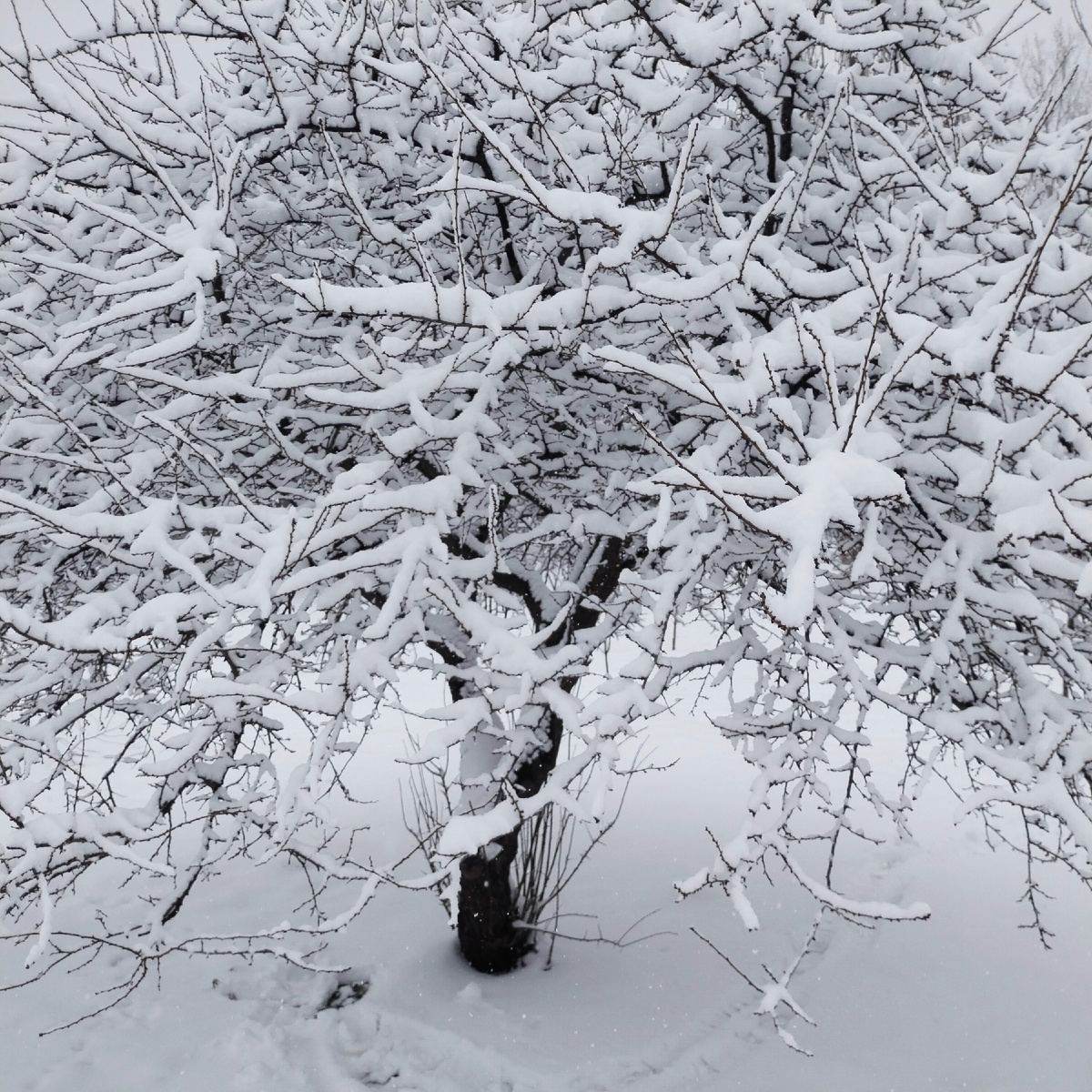 За сутки снега прибавилось