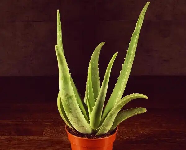 Секреты зеленого лекаря, почему стоит завести алоэ вера цветок