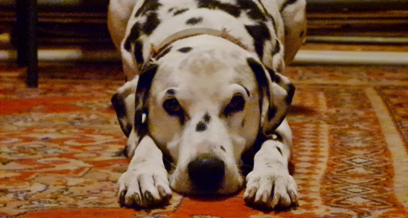    Фото Анастасии Дмитриевой