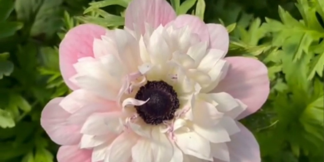 Проращивание Ранункулюсов и Анемонов.