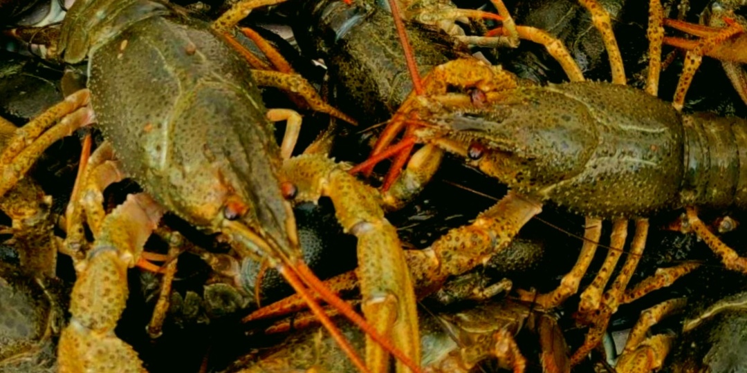 Раки в наших реках: куда они пропали и почему их становится все меньше