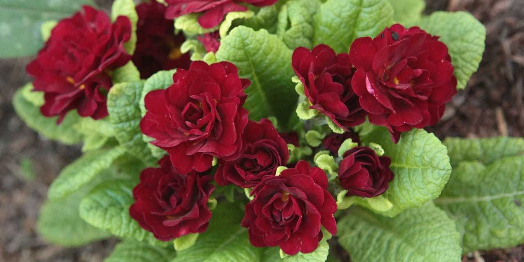 Эти почвопокровники декоративны весь сезон