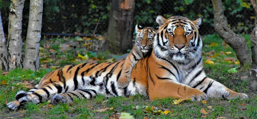 ⚡️📕 Срочно! Угроза для краснокнижных животных, растений и грибов