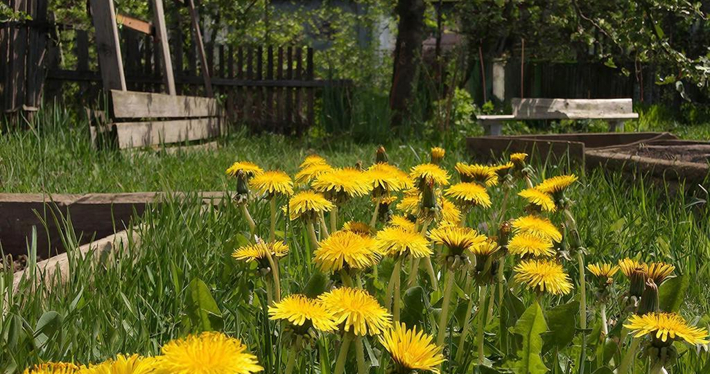 Одуванчики в огороде: не враги, а бесплатная подкормка