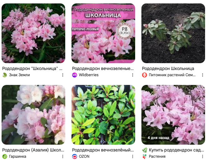 Скриншот по запросу "Школьница рододендрон"