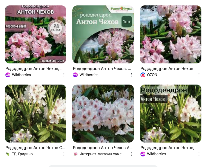 Скриншот по запросу "Антон Чехов рододендрон"