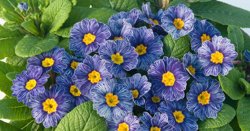 Необычные и изысканные цветы которые легко украсят ваш сад