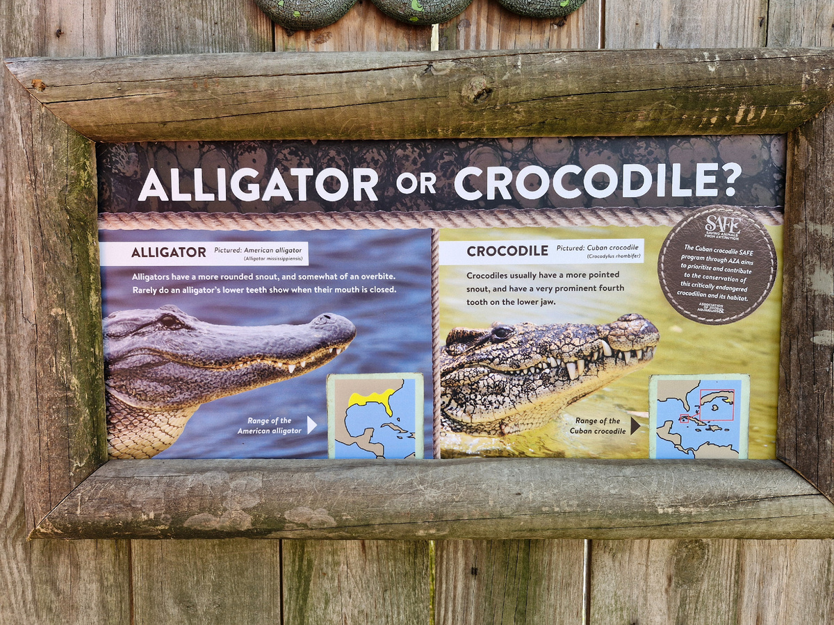 Аллигатор и крокодил