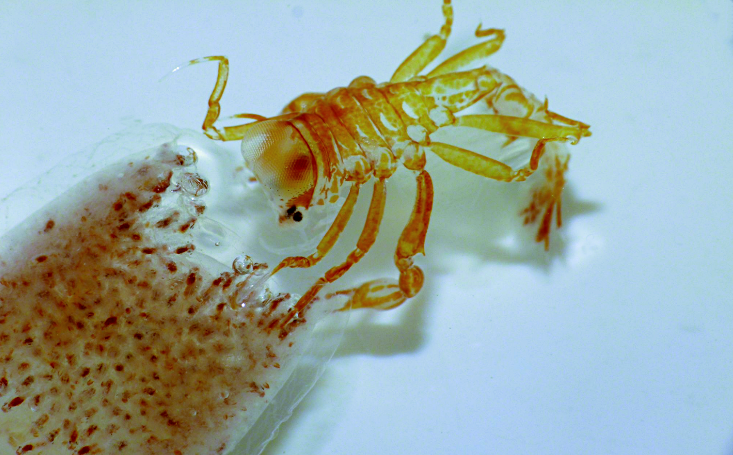 Лат. Phronima sedentaria. Источник фото: commons.wikimedia.org