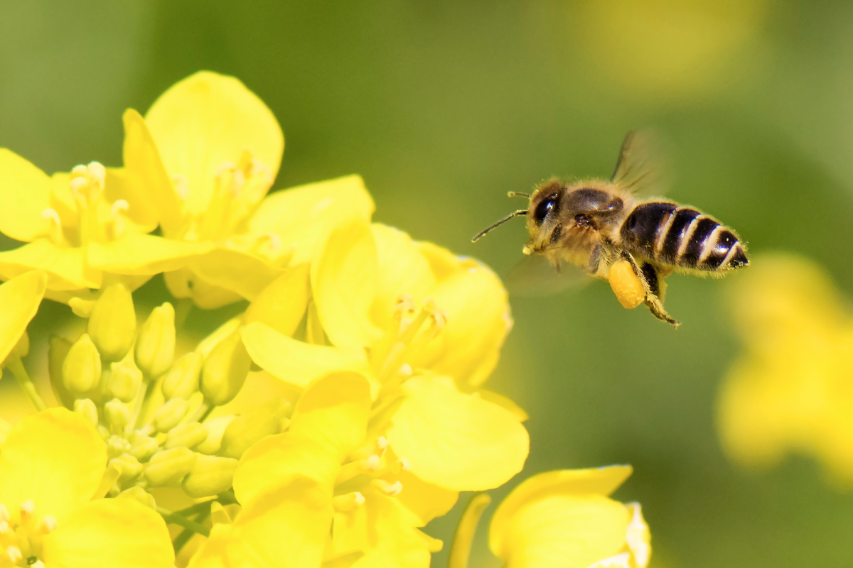 Каждая пчела имеет свои уникальные и точно поддерживаемые маршруты