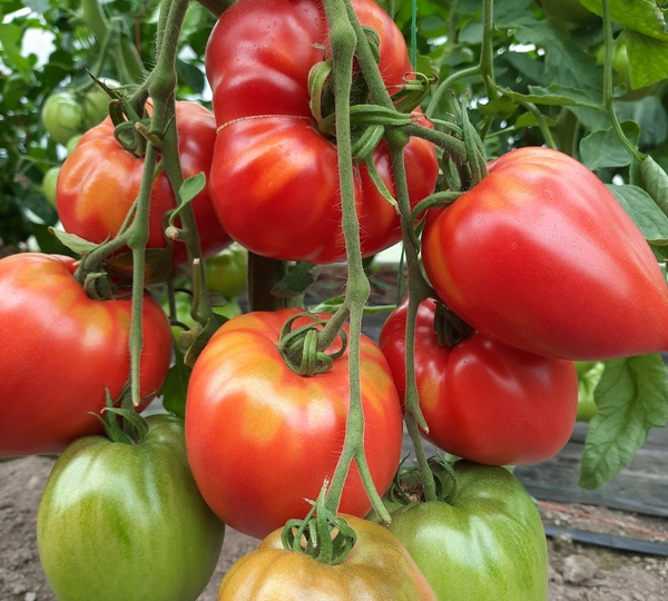 Эти гибриды, сорта томатов чаще всего спрашивают в семенных магазинах и моментально раскупаются