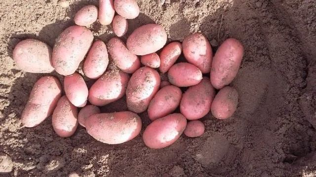 Эти сорта овощей выше всяких похвал