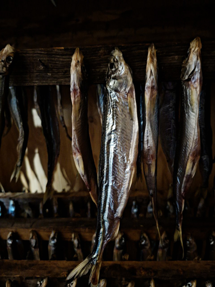 2. Фото с Шикотана. Новый улов вялится прямо сейчас.